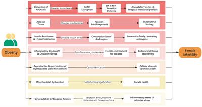 Obesity and its impact on female reproductive health: unraveling the connections